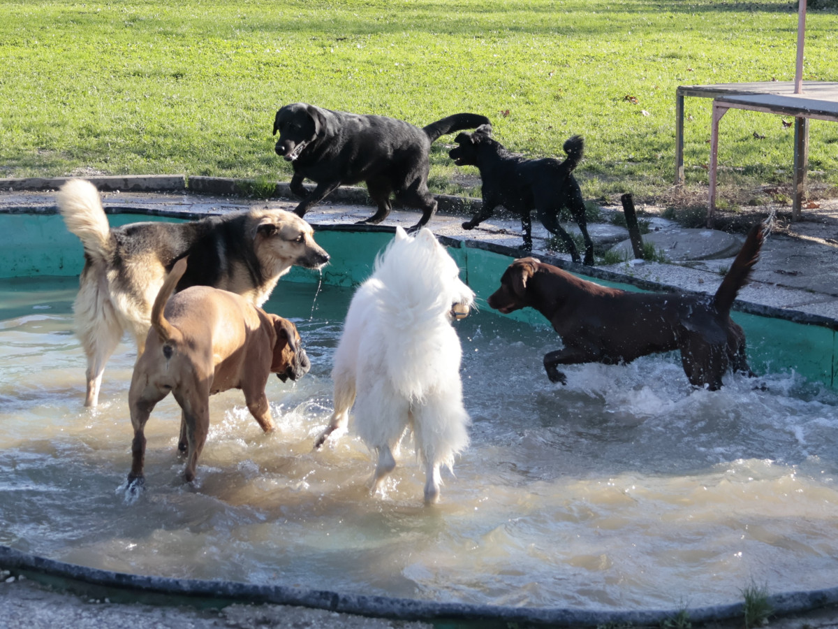 Pasji vrtec dogs playing